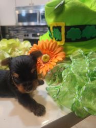 Purebred Registered Tiny Male Traditional Yorkie