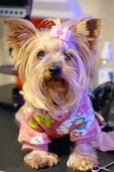 Yorkie Female 3 years old 3.5 lbs (pregnant)