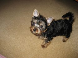 Gorgeous male and female Teacup Yorkie puppies available