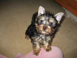 Friendly Teacup Yorkie puppies available