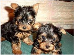 Healthy Male and Female Teacup Yorkie puppies