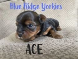 4 yorkies available