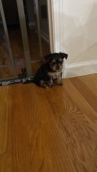 Registered male Yorkie puppies for sale