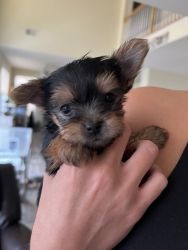 Tiny Yorkshire terrier puppies for sale.
