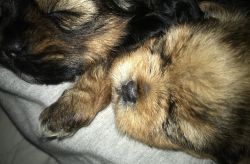 Yorkshire Terrier Puppies Ready To Rehome