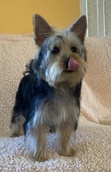 Small yorkie male