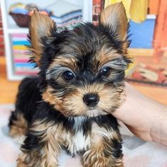 Adorable Yorkies ready now