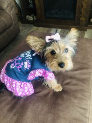 Yorkie female 6 months all shots and potty trained.