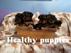 Yorkshire Terrier puppies available to their forever homes 4/1.