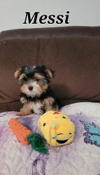Yorkshire Terrier Puppy- Parti Male