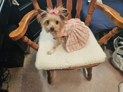 GOLD DUST FEMALE YORKIE FOR SALE