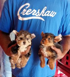 Yorkie boys looking for loving homes