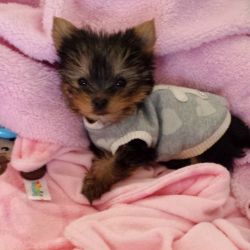 Teacup yorkie Puppy for sale
