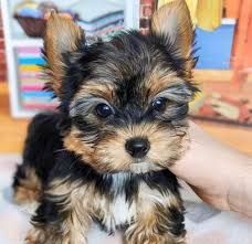 litter of Trained Yorkies now