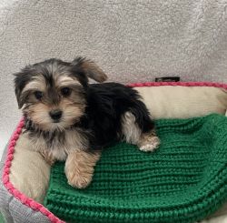 Toy Parti Yorkie Male