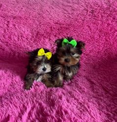 Rehoming Yorkie Puppies