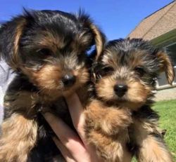 Socialize Yorkie puppies