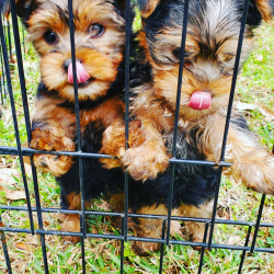 2 Female Yorkie Puppies for Sale