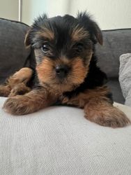 Pure Breed yorkie