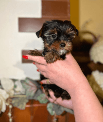 Outstanding Teacup Yorkie Available!