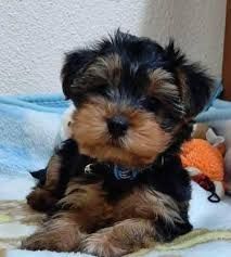 Cutty Yorkshire Terriers