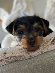 Yorkie Puppies for sale!