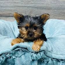 Charming X Yorkshire terriers