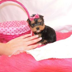 Beautiful yorkie puppies for sale