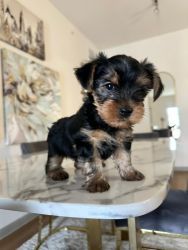 Yorkie for Sale