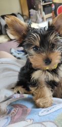 Lovely 12 weeks old yorkie Puppies