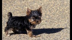 yorkie puppies available for new home