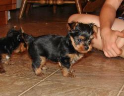 Adorable Yorkies looking for a loving home.