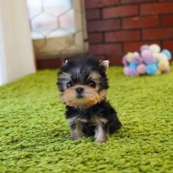 Handsome pedigree male and female yorkshire Terrier