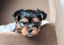 Male and female yorkshire Terriers