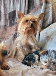 Yorkshire Terriers, mom (2 Yrs old) and daughter (2 months old)
