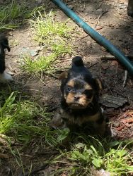 Teacup Yorkie only one in litter