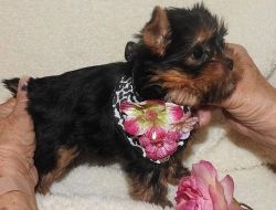 Teacup Yorkie Puppies Available.