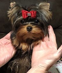 Small male yorkie
