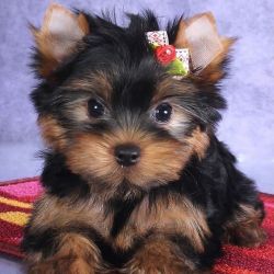 Akc Yorkshire terriers now