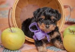 CUTE AND LOVING YORKIE PUPPIES AVAILABLE