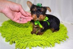 EXTREMELY CUTE TEACUP YORKIE PUPPIES