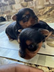 4 week old yorkies will be ready to go at 8 weeks