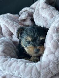 8 weeks old Full Breed Yorkie (Girl) for sale