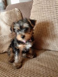 Yorkie puppy for sell