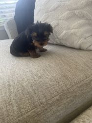 Yorkshire terrier male puppy