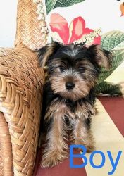 Yorkshire terriers puppies