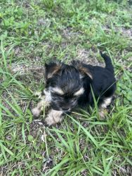 Yorkie Female Puppy for sell