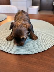 Adorable Yorkie Puppy for Sale! (Free Delivery USA/Canada)
