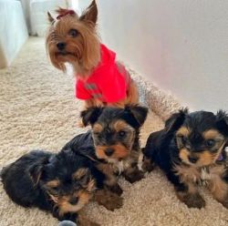 Yorki puppies for sale
