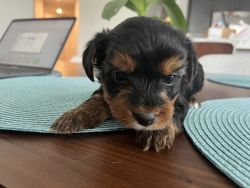 RARE Adorable Parti Yorkie for sale (Free Delivery USA/Canada)